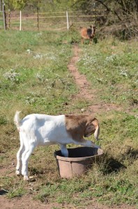 Goats at Longview Center for Agriculture
