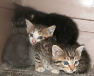 Read more about the article Kittens again