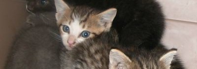 Kittens again