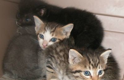 Kittens again