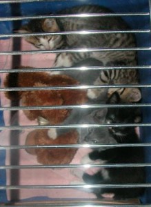 Read more about the article stray Kittens