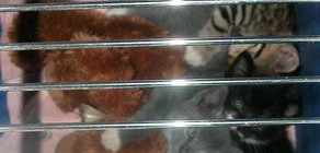 stray Kittens