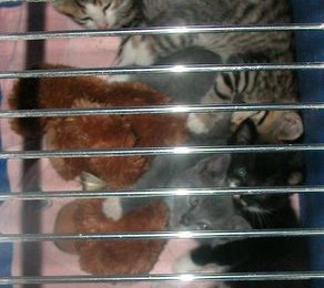 stray Kittens