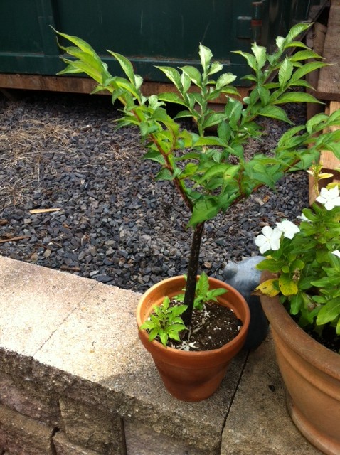 Propagating the little rude plant...the voodoo lily